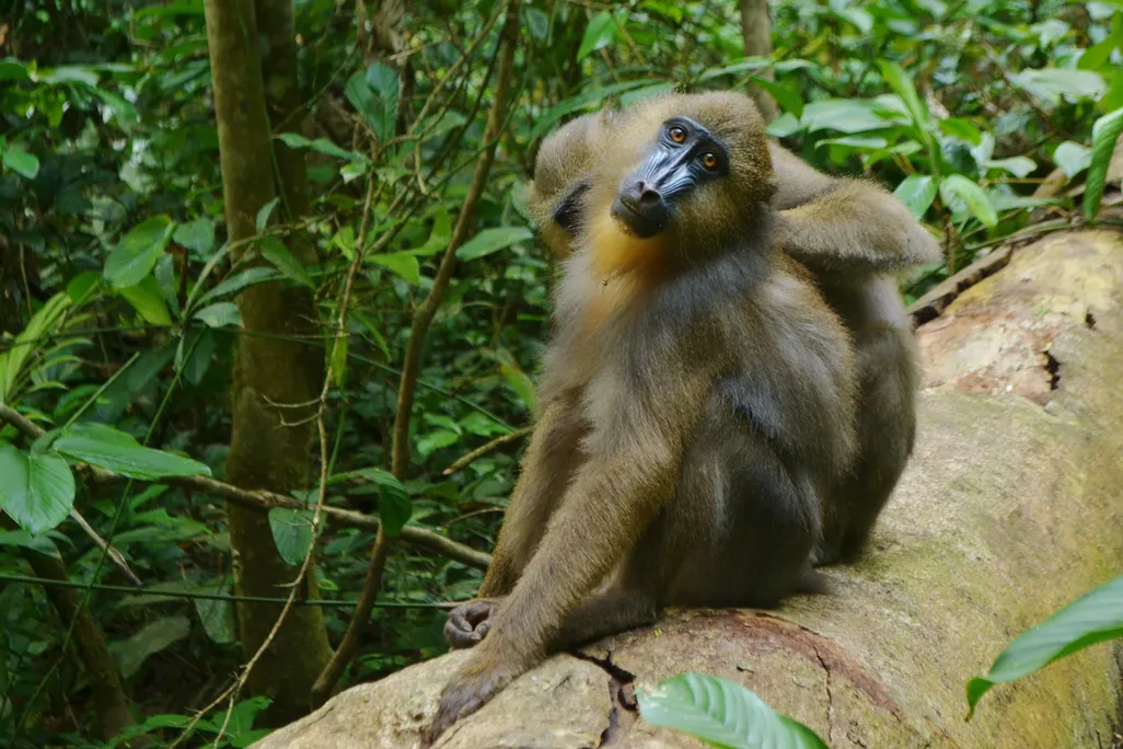 Mandrill Grooming 1
