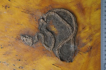 A newly described python species named Messelopython freyi. The 47-million-year-old specimen is the world’s oldest known fossil record of a python.
