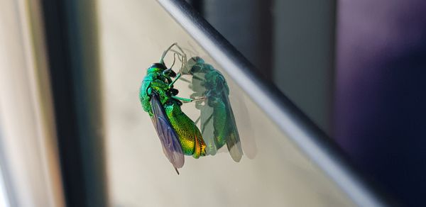 Bug on the window of a moving car in Southern Madagascar thumbnail