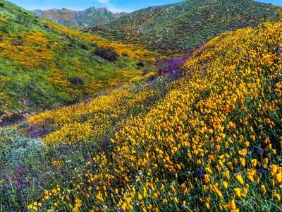 The super bloom draped California's Walker Canyon in a riot of colors.
