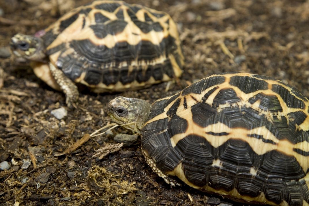 Two small, adult tortoises stand together in the mulch and dirt in their habitat. They have spider-web like shells, for which they are named.