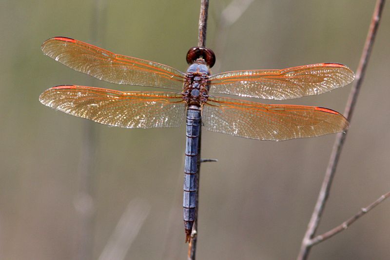 An image of a purple skimmer. The dragonfly has translucent orange wings and a purple body.