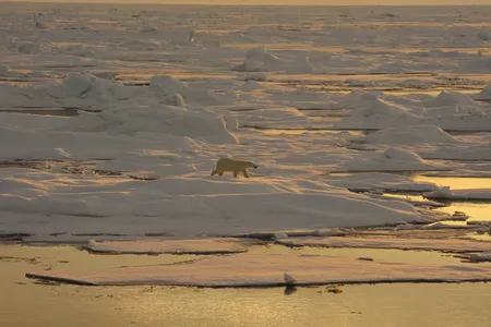 A polar bear walks on the ice of the Beaufort Sea in Arctic Alaska.
