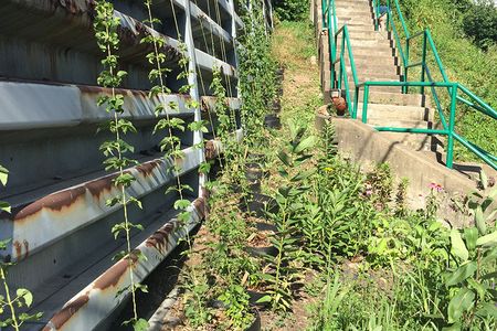 Hops successfully grow up the retaining wall on a lot in the Stanton Heights neighborhood of Pittsburgh. The black circles at the base of the plants are old plastic drum barrels that were cut into rings and filled with mulch from a nearby community compost. This helps to keep the hops moist.