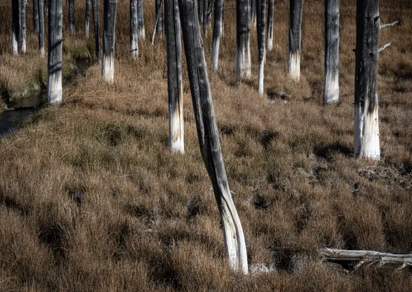 Deadwood Forest in Yellowstone thumbnail