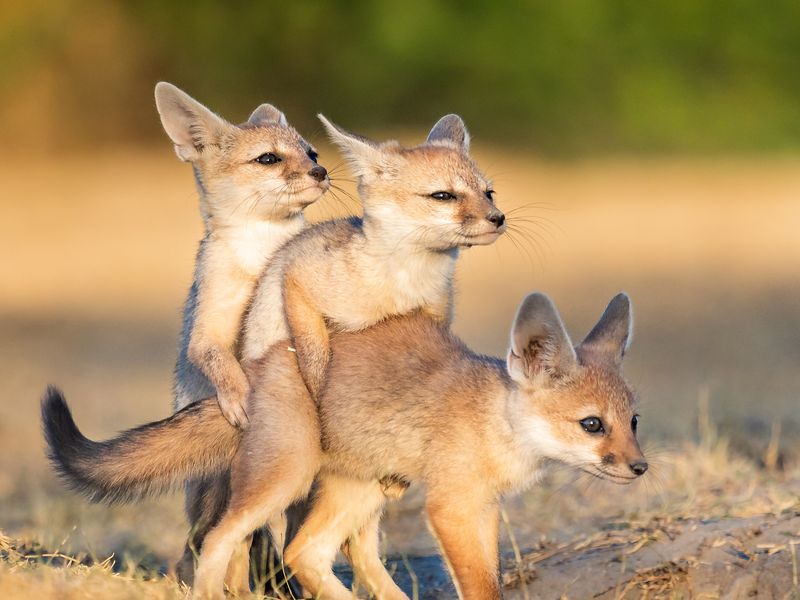 Indian fox puppies Smithsonian Photo Contest Smithsonian Magazine