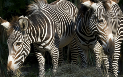 Come to the National Zoo this Saturday for Grevy’s Zebra Day, an interactive, family event.