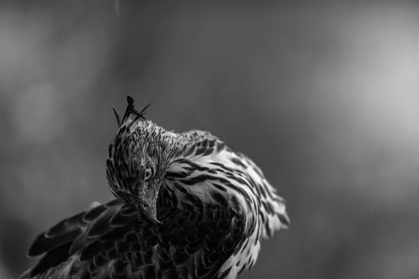 The Silent Gaze of the Forest Sentine thumbnail