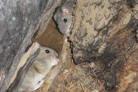 Pack rats near their nest, or midden, in the City of Rocks National Reserve in Idaho. 