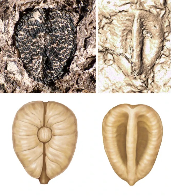 Four panes showing CT scans and drawings of fossilized grape seeds