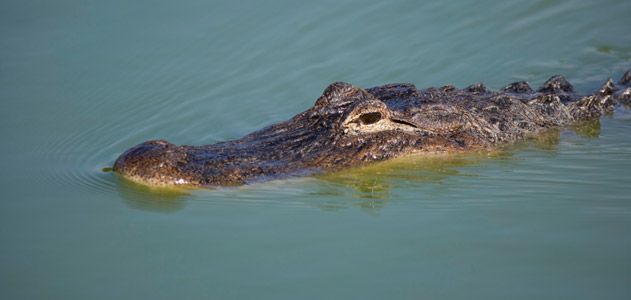 An American alligator