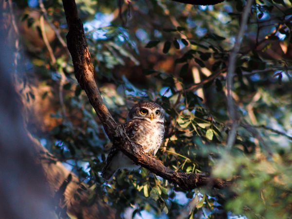 The owl in Golden light thumbnail