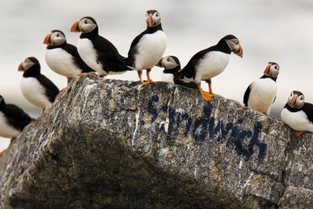 Puffins on Eastern Egg Rock