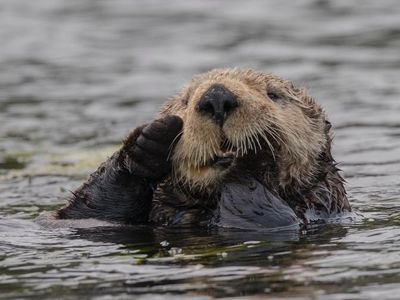 A wild southern sea otter off Moss Landing in California