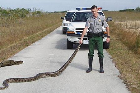 South Florida has a problem with giant pythons as demonstrated here by a ranger holding a Burmese python in the Everglades.