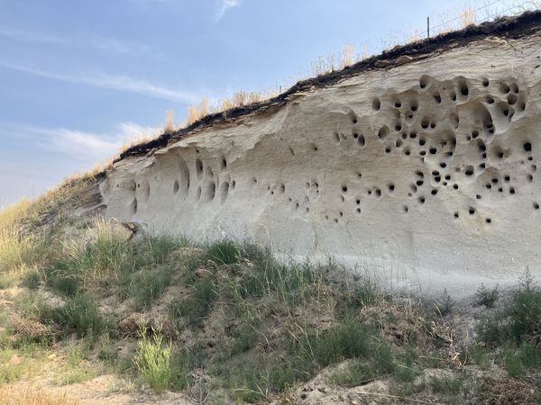 Cliff Swallows nesting in Volcanic Tuff (at angle) thumbnail