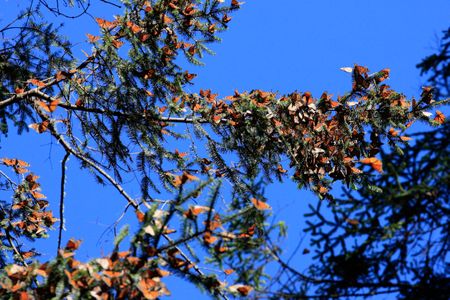 In Mexico's Monarch Butterfly Biosphere Reserve, America's most beloved native insect faces threats from illegal loggers and avocado growers.