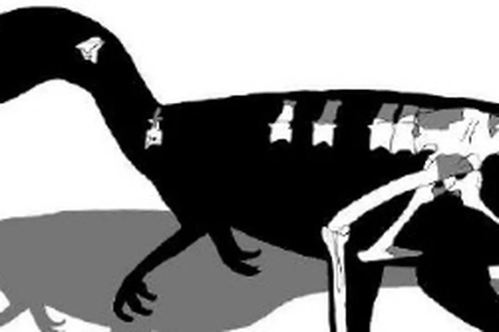 skeleton of Juratyrant
