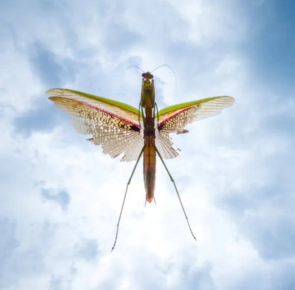 Mantis in Mid-Air thumbnail