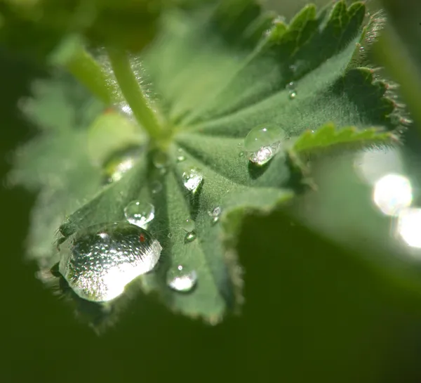 Water on leaf thumbnail