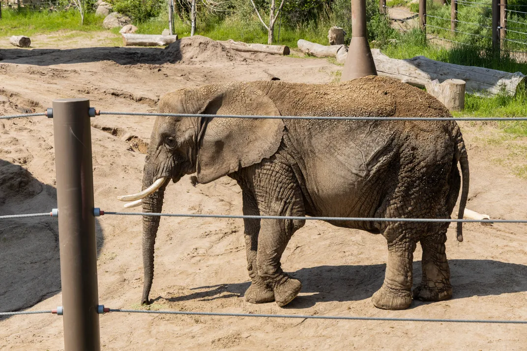 an elephant behind a fence with three thick horizontal wires