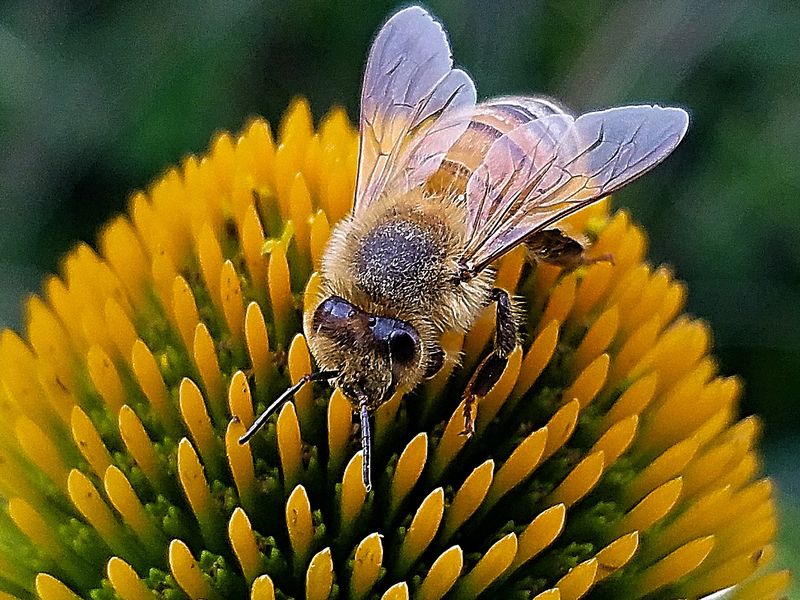 foraging-for-nectar-smithsonian-photo-contest-smithsonian-magazine