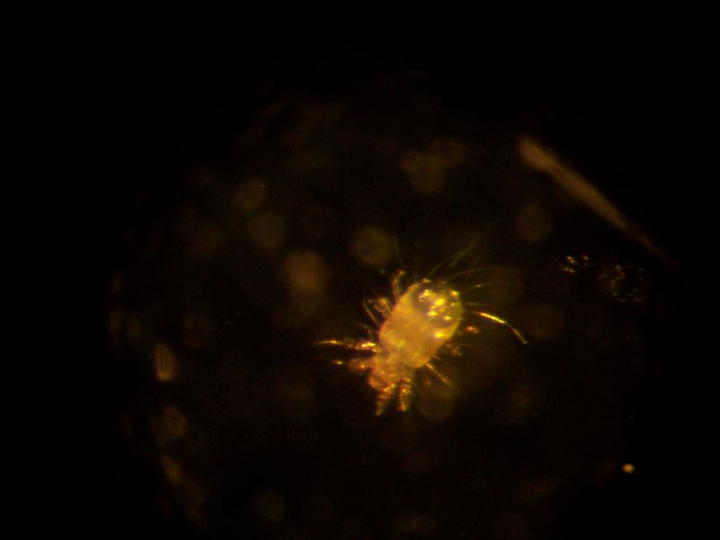 An unidentified microscopic "mite" that contaminated my petri dish