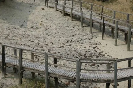 he famous “Catwalk Site," one of the open air displays at the National Museums of Kenya Olorgesailie site museum, which is littered with ~900,000 year old handaxes.