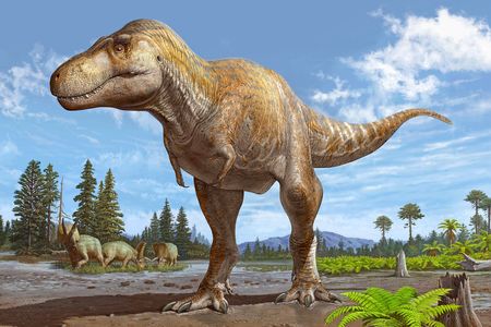 An artist's rendering of the newly identified species, called&nbsp;Tyrannosaurus mcraeensis.&nbsp;The species may be the closest known relative of&nbsp;T. rex.