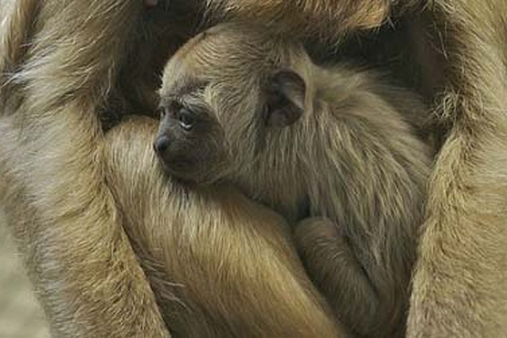The National Zoo’s newest addition, a baby howler monkey.