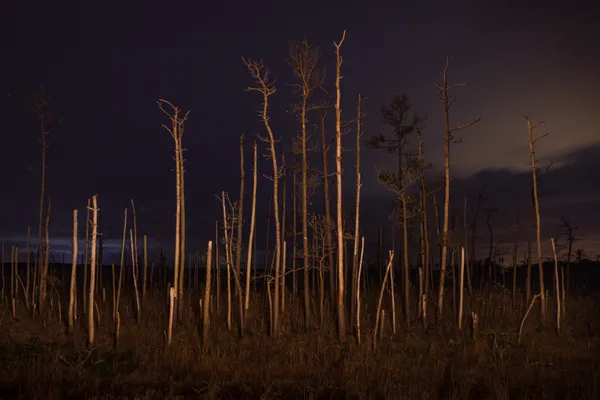 A Ghost Forest in Blackwater National Wildlife Refuge, MD thumbnail