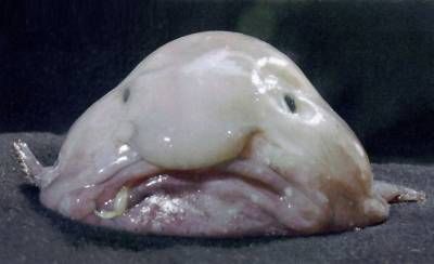 &quot;Mr. Blobby&quot; is a blobfish discovered in 2003 off the coast of New Zealand. The preserved specimen is now housed at the Australian Museum in Sydney.