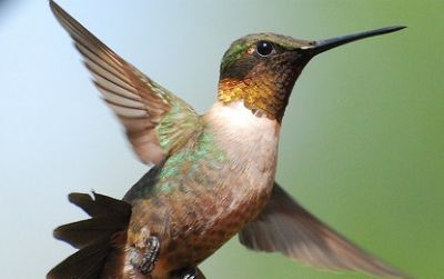 Hummingbirds can bend their beaks in the middle using muscles in their head, but no one has checked to see whether other birds can do the same thing.