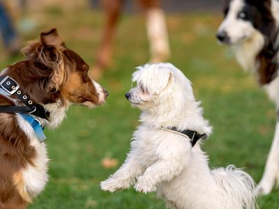 Dogs, like humans, use mimicry to enhance social bonds.