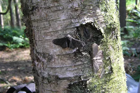 Light- and dark-colored peppered moths. The black variety is thought to have evolved to camouflage moths on sooty surfaces during the Industrial Revolution.