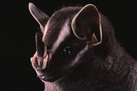 Baby bats are born tipping the scales at a third of their adult weight, and since mama bats have to carry them until they can fly, at which point they are nearly full-grown, it’s no wonder they start to get a bit physical.