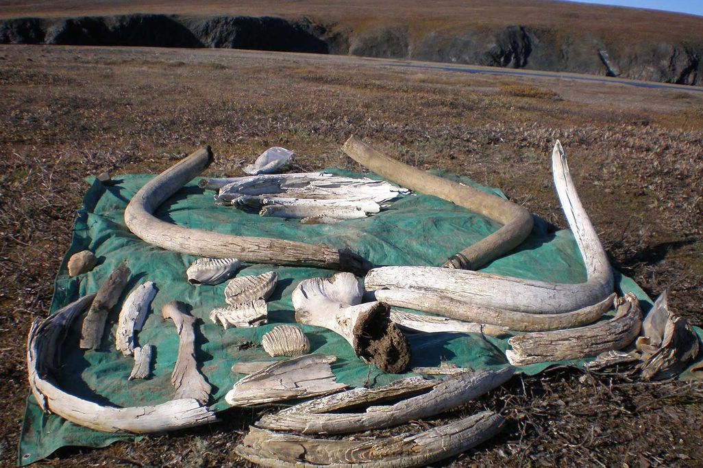 Collection of mammoth tusks, teeth and bones on a tarp on the ground