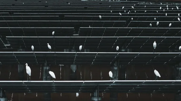 egrets in rest thumbnail