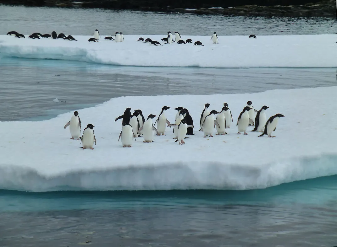 Group of penguins on ice