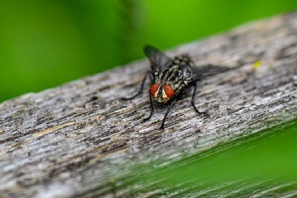 Bluebottle Fly