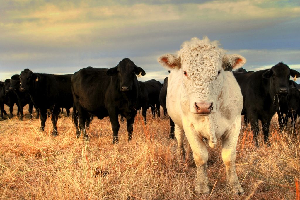 cow