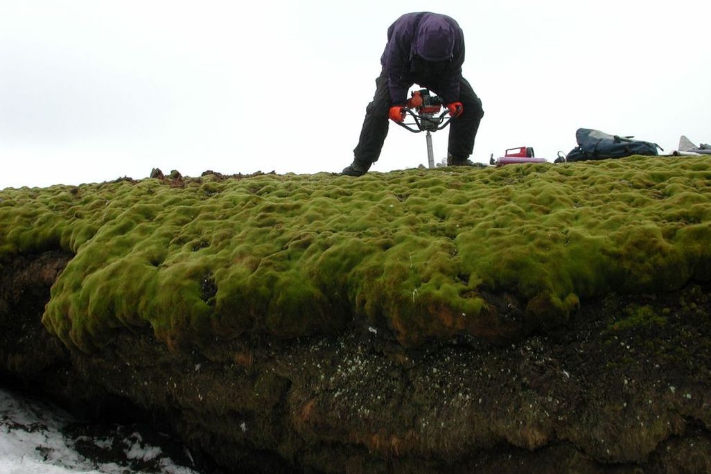 moss