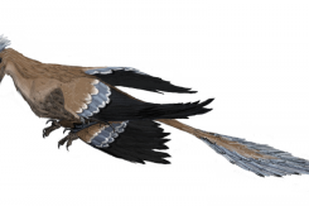 20110520083241800px-Microraptor_mmartyniuk-300x163.jpg