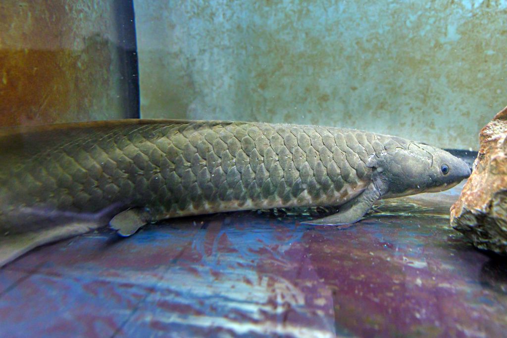 Australian Lungfish