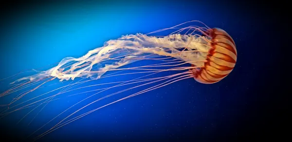 Single Jellyfish thumbnail