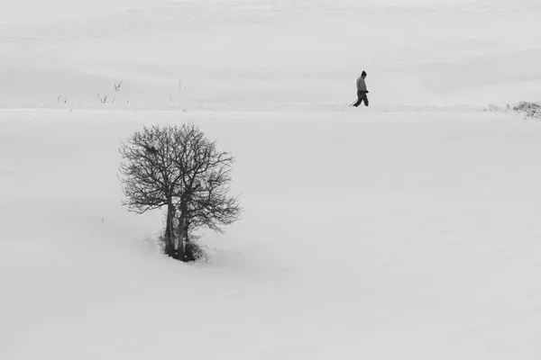 Solitude in White thumbnail