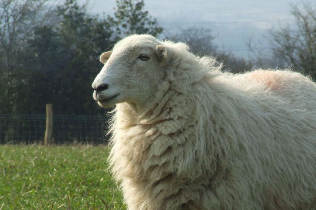 White_Welsh_Mountain_sheep.jpg