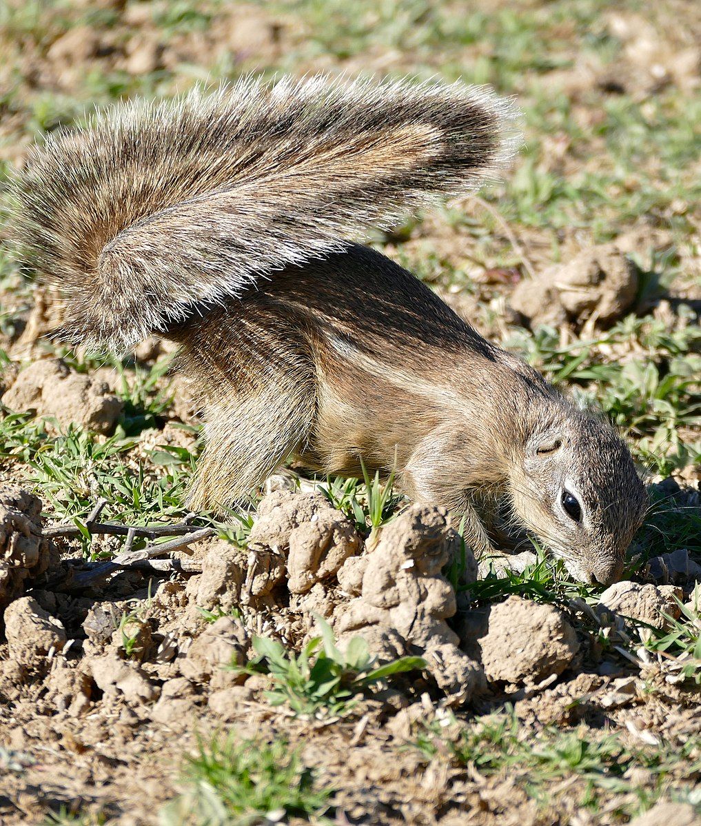 8 Ways Wild Animals Beat the Heat