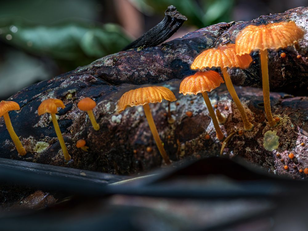 Fungi in Barro Colorado Island