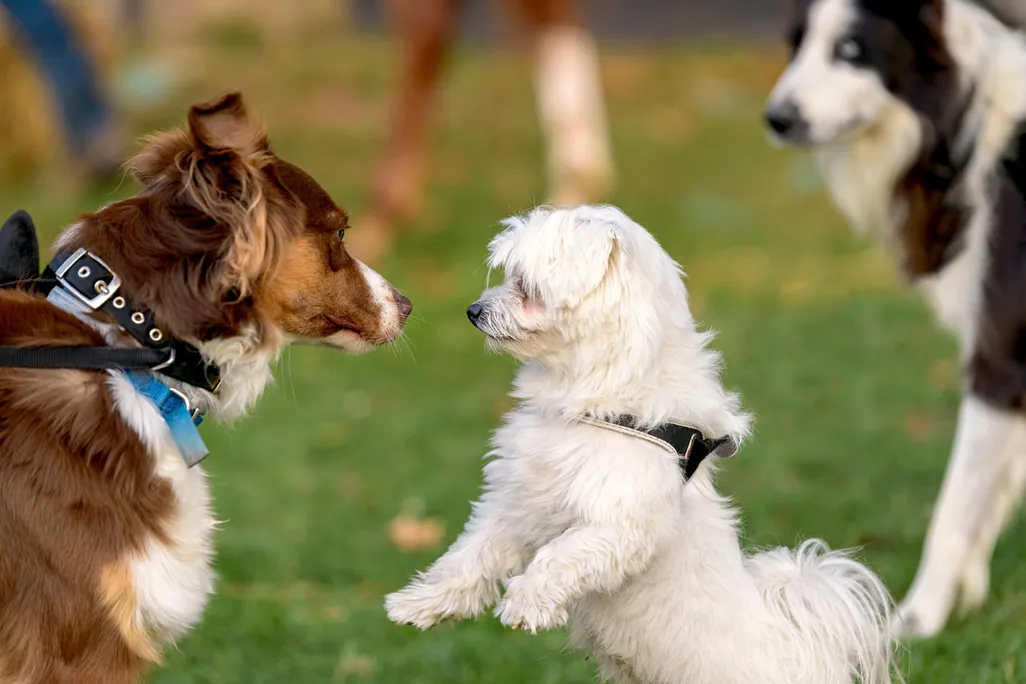 iStock_000072941571_Large.jpg